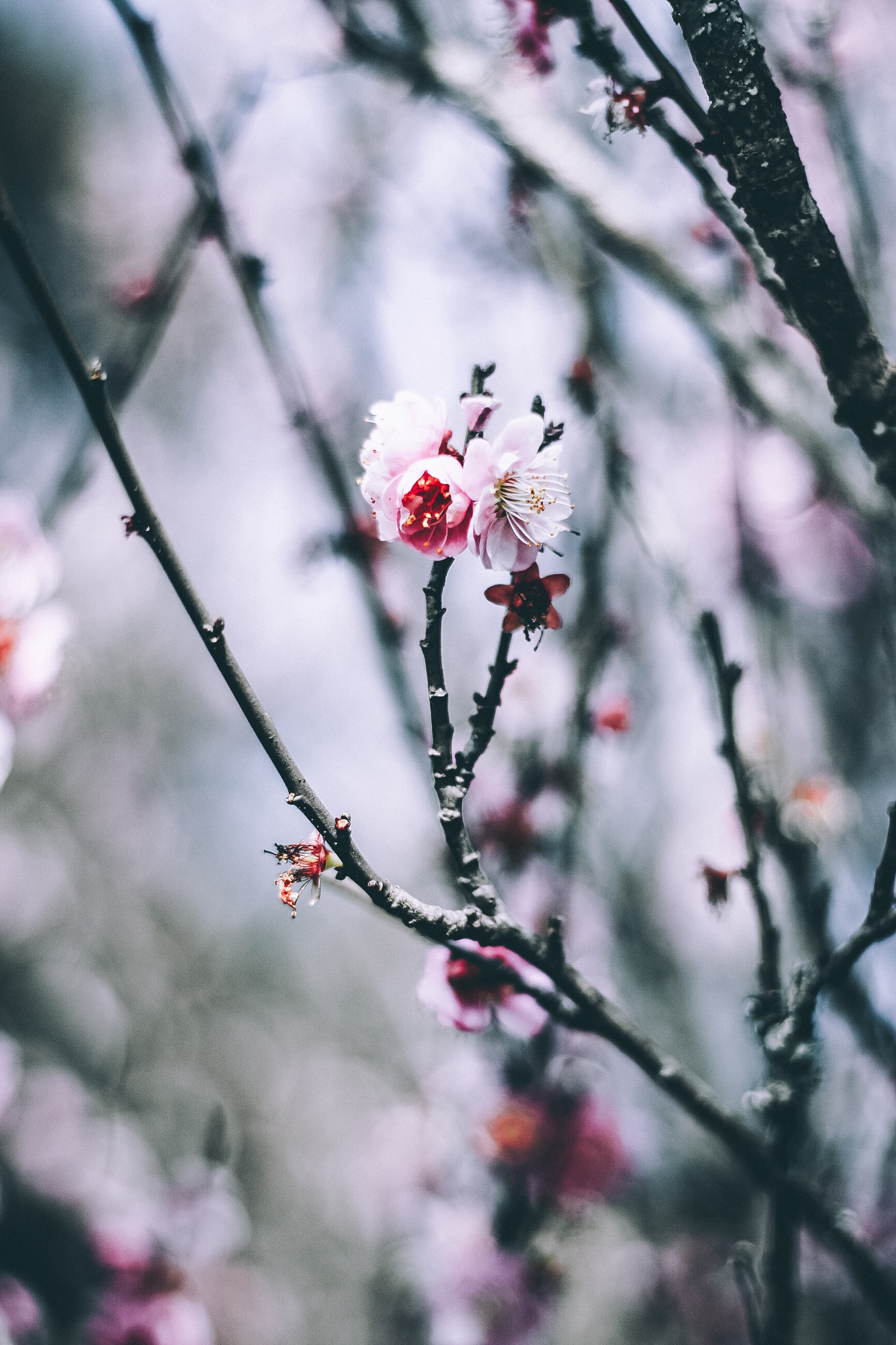 Winter’s Gift