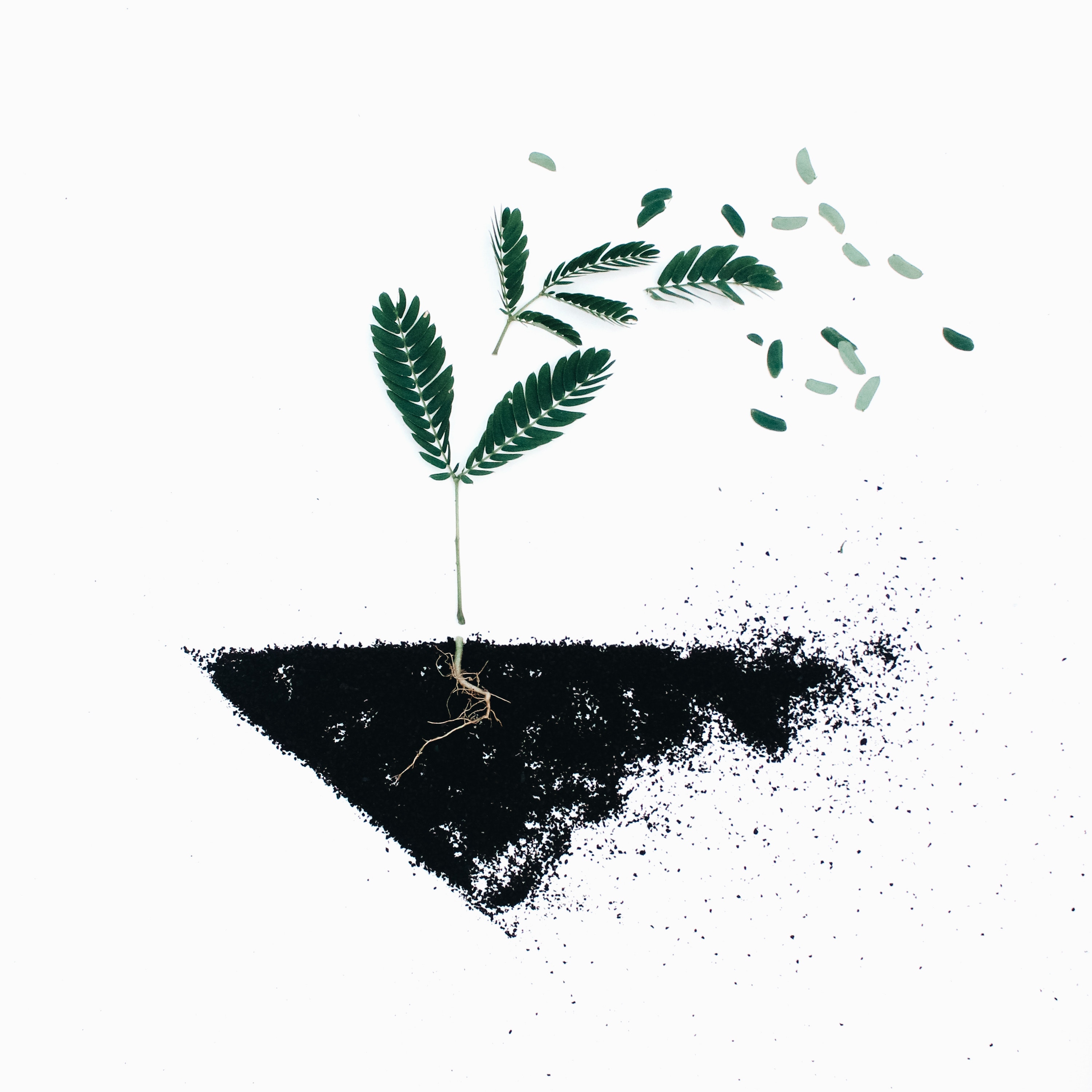 Humility has Roots